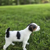 Murphy, a male Jack Russell Terrier for sale in Milan, IL – 5 of 9