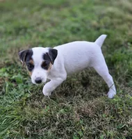 Morgan, a male Jack Russell Terrier for sale in Milan, IL – 7 of 10