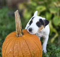 Morgan, a male Jack Russell Terrier for sale in Milan, IL – 4 of 10