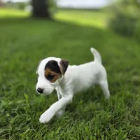Wrigley, a male Jack Russell Terrier for sale in Milan, IL – 3 of 9
