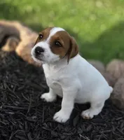 Cash, a male Jack Russell Terrier for sale in Milan, IL – 8 of 10
