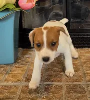 Dahlia, a female Jack Russell Terrier for sale in Milan, IL – Photo 9 of 10