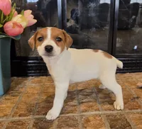 Dahlia, a female Jack Russell Terrier for sale in Milan, IL – Photo 4 of 10