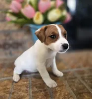 Dahlia, a female Jack Russell Terrier for sale in Milan, IL – Photo 8 of 10