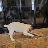 Dahlia, a female Jack Russell Terrier for sale in Milan, IL – Photo 7 of 10