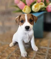 Dahlia, a female Jack Russell Terrier for sale in Milan, IL – Photo 2 of 10