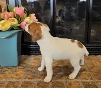 Dahlia, a female Jack Russell Terrier for sale in Milan, IL – Photo 3 of 10