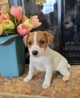 Dahlia, a female Jack Russell Terrier for sale in Milan, IL – Photo 10 of 10