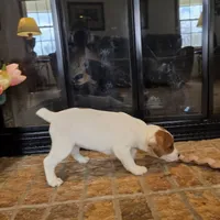 Dahlia, a female Jack Russell Terrier for sale in Milan, IL – Photo 6 of 10