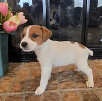 Dahlia, a female Jack Russell Terrier for sale in Milan, IL – Photo 5 of 10