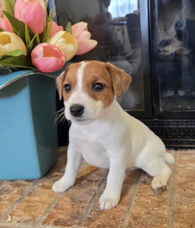 Dahlia – Jack Russell Terrier puppy for sale in Milan, IL