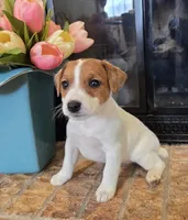 Dahlia, a female Jack Russell Terrier for sale in Milan, IL – Photo 1 of 10