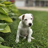 Cody, a male Parson Russell Terrier for sale in Milan, IL – 9 of 10
