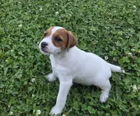 Cash, a male Jack Russell Terrier for sale in Milan, IL – 4 of 10