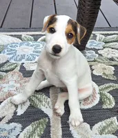 Wrigley, a male Parson Russell Terrier for sale in Milan, IL – 7 of 9