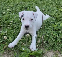 Hunter, a male Jack Russell Terrier for sale in Milan, IL – 7 of 10