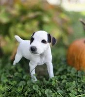 Riley, a male Jack Russell Terrier for sale in Milan, IL – 8 of 10