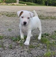 Cody, a male Parson Russell Terrier for sale in Milan, IL – 8 of 9