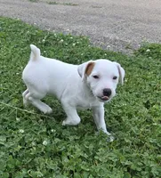 Cody, a male Parson Russell Terrier for sale in Milan, IL – 7 of 9