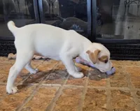 Violet, a female Jack Russell Terrier for sale in Milan, IL – Photo 8 of 10