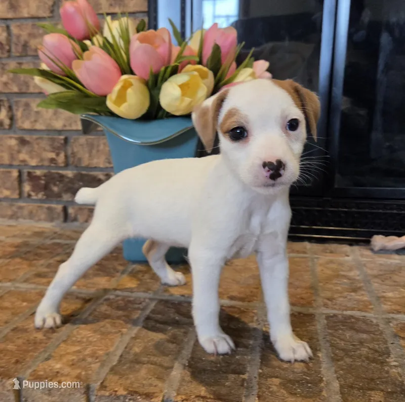Violet – Jack Russell Terrier puppy for sale in Milan, IL