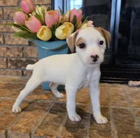 Violet, a female Jack Russell Terrier for sale in Milan, IL – Photo 1 of 10