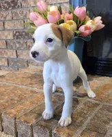 Violet, a female Jack Russell Terrier for sale in Milan, IL – Photo 3 of 10