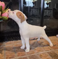 Violet, a female Jack Russell Terrier for sale in Milan, IL – Photo 2 of 10