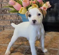 Violet, a female Jack Russell Terrier for sale in Milan, IL – Photo 4 of 10