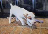 Violet, a female Jack Russell Terrier for sale in Milan, IL – Photo 6 of 10