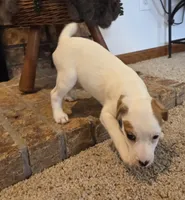 Violet, a female Jack Russell Terrier for sale in Milan, IL – Photo 5 of 10