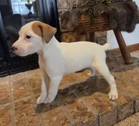 Violet, a female Jack Russell Terrier for sale in Milan, IL – Photo 10 of 10