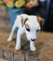 Violet, a female Jack Russell Terrier for sale in Milan, IL – Photo 7 of 10