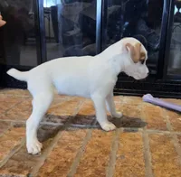 Violet, a female Jack Russell Terrier for sale in Milan, IL – Photo 9 of 10