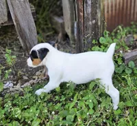 Morgan, a male Jack Russell Terrier for sale in Milan, IL – 3 of 10