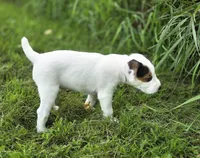 Wrigley, a male Jack Russell Terrier for sale in Milan, IL – 6 of 9
