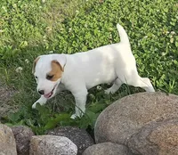 Wyatt .., a male Parson Russell Terrier for sale in Milan, IL – 2 of 10