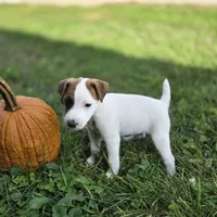 Cody, a male Jack Russell Terrier for sale in Milan, IL – 7 of 10