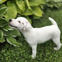 Cody, a male Parson Russell Terrier for sale in Milan, IL – 6 of 10