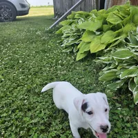 Cody, a male Jack Russell Terrier for sale in Milan, IL – 8 of 10