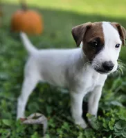 Cody, a male Jack Russell Terrier for sale in Milan, IL – 3 of 10