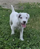 Hunter, a male Jack Russell Terrier for sale in Milan, IL – 3 of 10