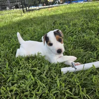 Wrigley, a male Jack Russell Terrier for sale in Milan, IL – 8 of 9