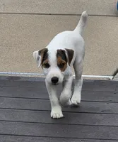 Wrigley, a male Parson Russell Terrier for sale in Milan, IL – 9 of 9