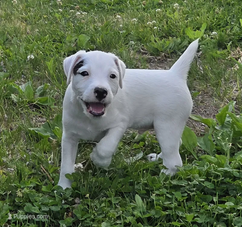 Hunter... – Parson Russell Terrier puppy for sale in Milan, IL
