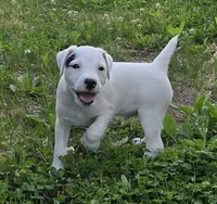 Hunter..., a male Parson Russell Terrier for sale in Milan, IL – 1 of 10