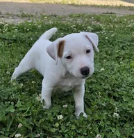 Cody, a male Jack Russell Terrier for sale in Milan, IL – 6 of 10