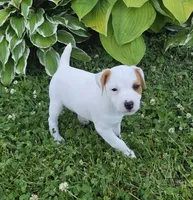 Wyatt , a male Jack Russell Terrier for sale in Milan, IL – 8 of 10