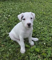 Hunter, a male Jack Russell Terrier for sale in Milan, IL – 2 of 10
