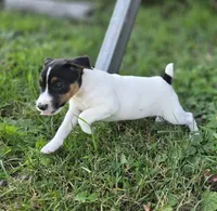 Luke, a male Jack Russell Terrier for sale in Milan, IL – 7 of 10